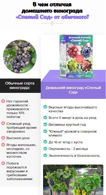 Назначение Как прорастить черенки винограда в домашних условиях